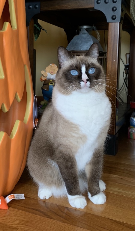 Entry image for Bella. Clicking this image will show a larger photo