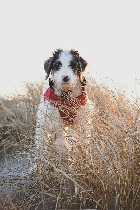 Entry image for Kona. Clicking this image will show a larger photo