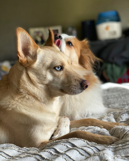 Entry image for Reggie & Loki. Clicking this image will show a larger photo