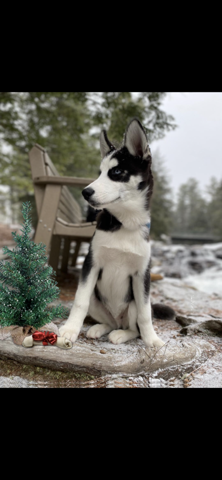 Entry image for Pierce. Clicking this image will show a larger photo