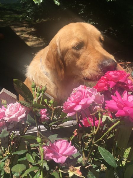 Entry image for Beckett. Clicking this image will show a larger photo