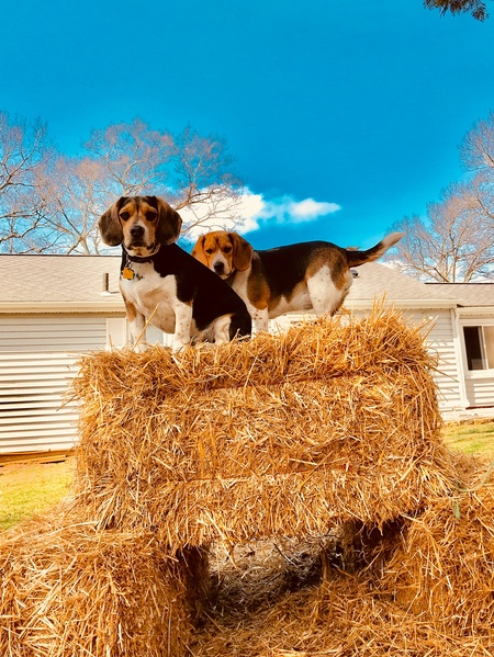 Entry image for OTIS  and  CLOVER. Clicking this image will show a larger photo