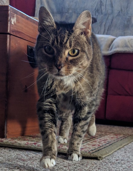 Entry image for Stella. Clicking this image will show a larger photo