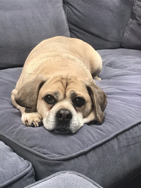 Entry image for Georgie. Clicking this image will show a larger photo