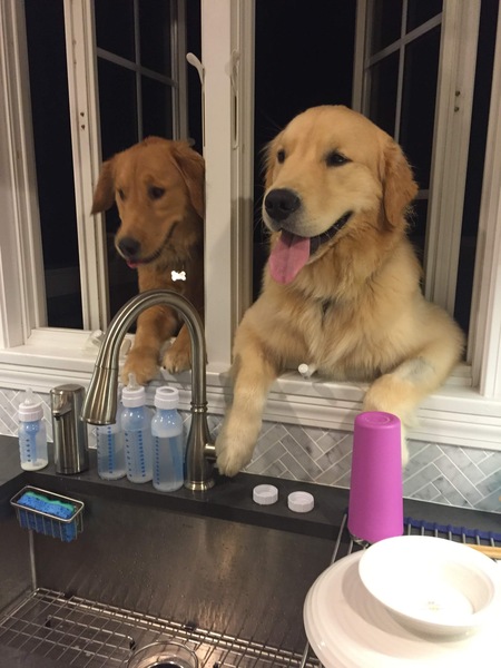 Entry image for Penny and Gunner. Clicking this image will show a larger photo