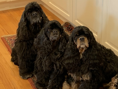 Entry image for Nitro, Thea and Hannah. Clicking this image will show a larger photo