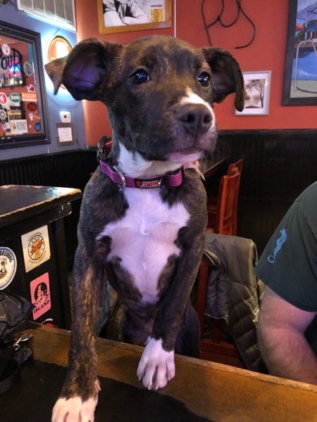 Entry image for Scout. Clicking this image will show a larger photo