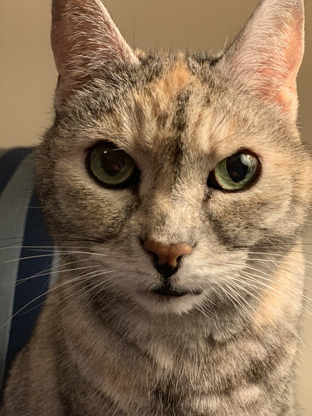 Entry image for Pearl. Clicking this image will show a larger photo