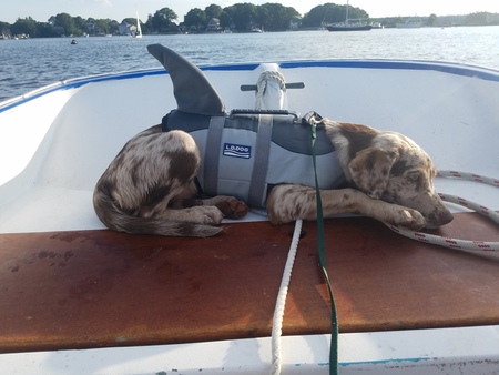 Entry image for Kona. Clicking this image will show a larger photo