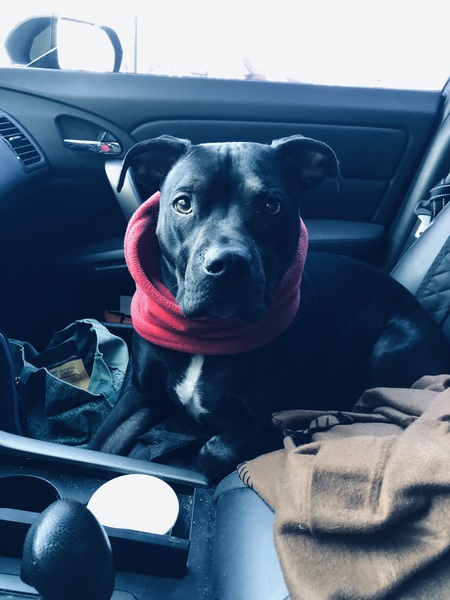 Entry image for Dutch. Clicking this image will show a larger photo