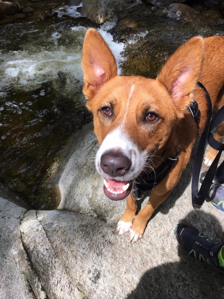 Entry image for Nemo. Clicking this image will show a larger photo