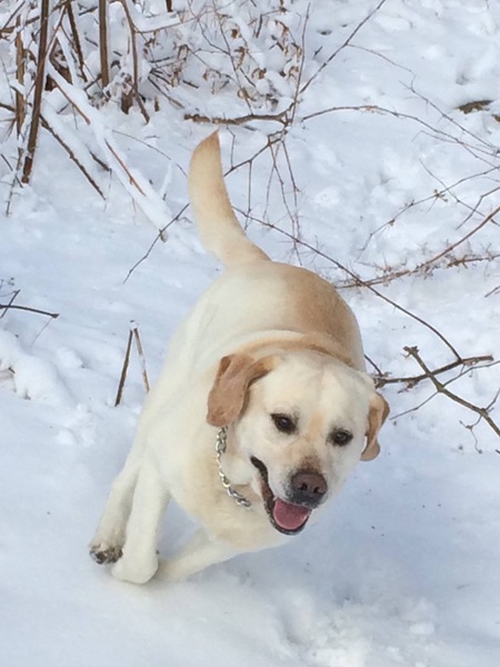 Entry image for Otto. Clicking this image will show a larger photo