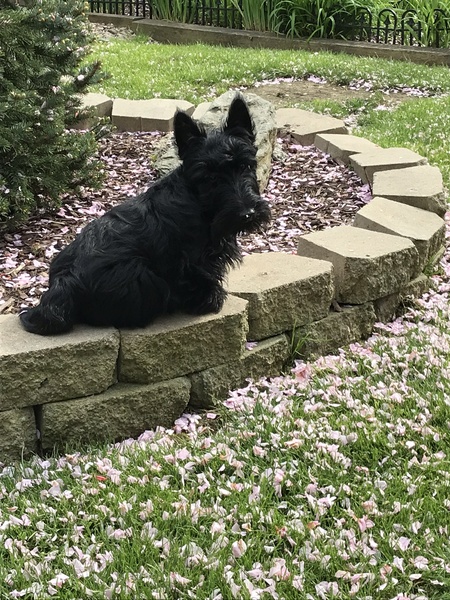 Entry image for Angus. Clicking this image will show a larger photo