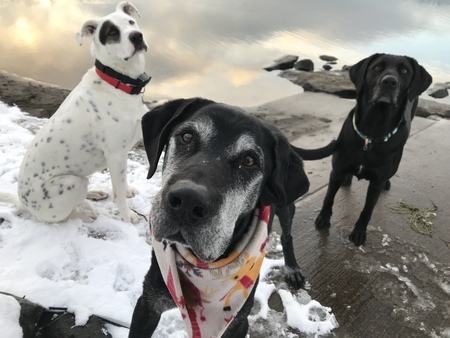 Best Buddies