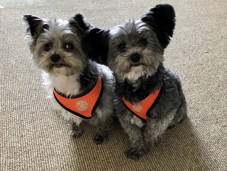 Murphy and Poppy