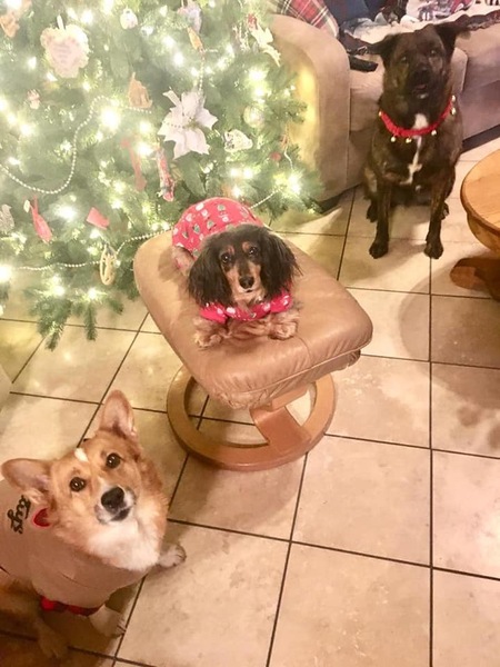 Gyda (corgi) Miss Olive (dachshund) Torsten (mix)