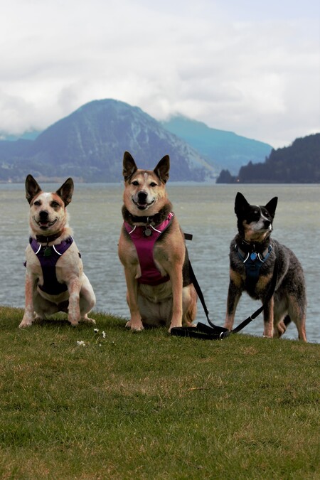 Libby, Joey, and Blue