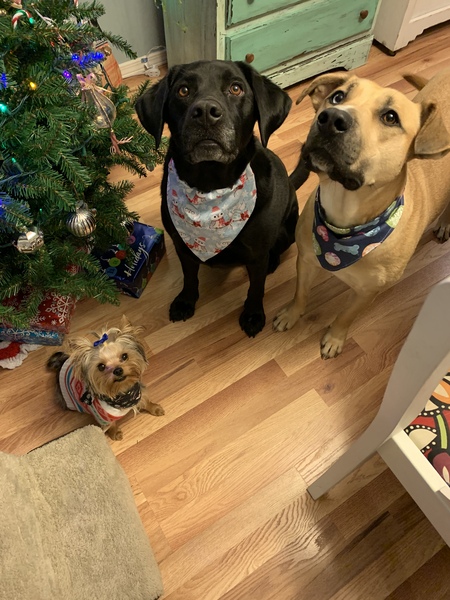Ursa, Gemini and Sarabi