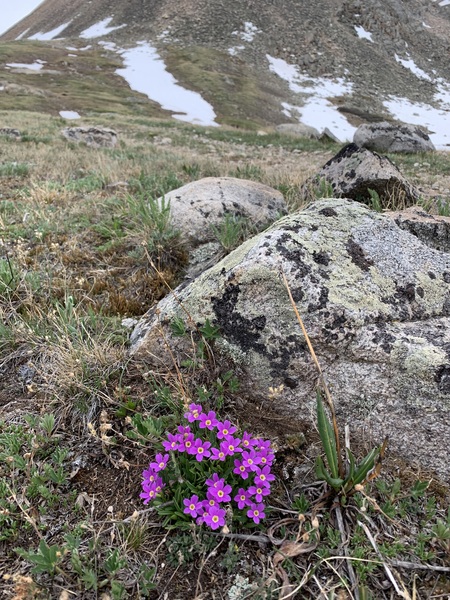 Alpine primrose above the East Fork headwaters