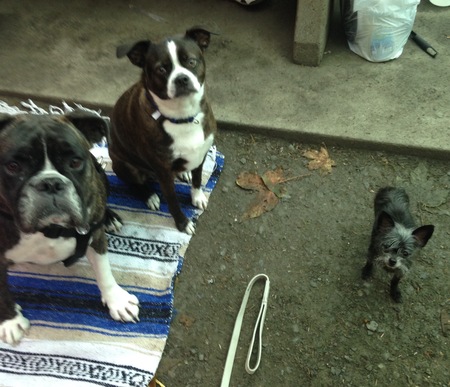 Maximus, Kato & Bebe dog
