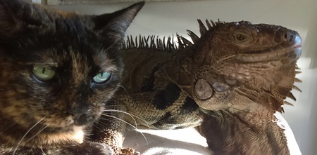 Snookzie the cat and TyTy the iguana