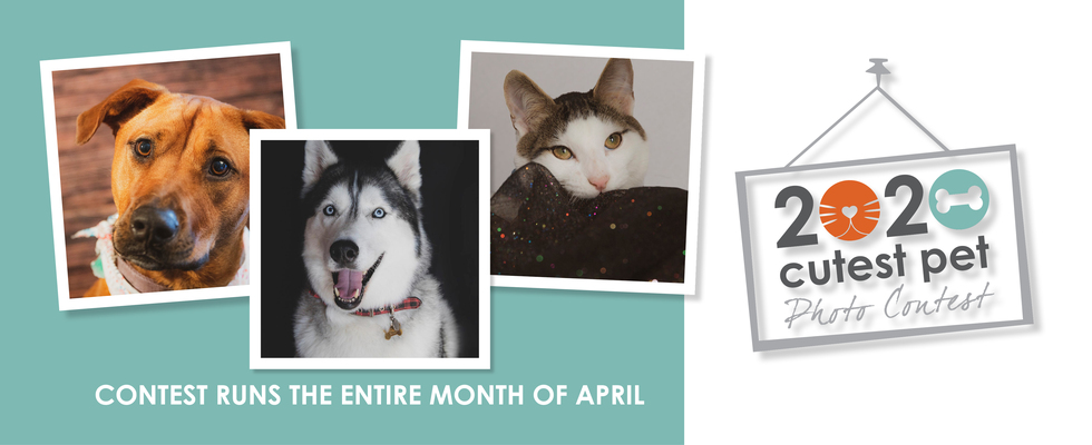 Banner for Cutest Pet Photo Contest