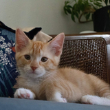 Entry image for Mango