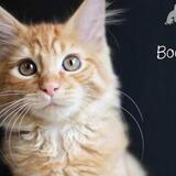 Entry image for Boomer