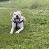 Entry image for Snoopy