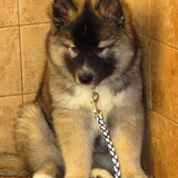 Entry image for Ollie Bear