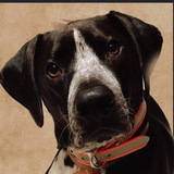 Entry image for Rocco 