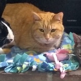 Entry image for Max, Merlin, and Toonces