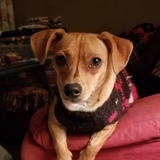 Entry image for Ruby 