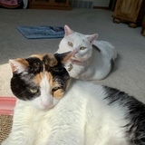 Entry image for Buttercup and Snickers