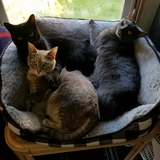 Entry image for Yoda,Sapphire,Gizmo