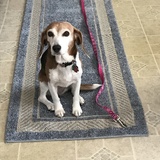 Entry image for Dottie