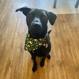 Entry image for Snickers