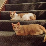 Entry image for Bailey & Buddy
