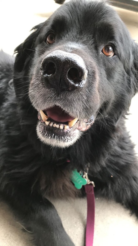 Entry image for Harlee. Clicking this image will show a larger photo