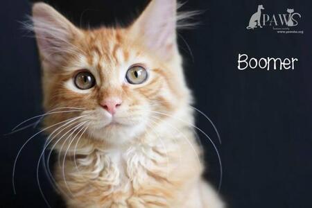 Entry image for Boomer. Clicking this image will show a larger photo