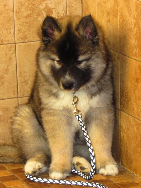 Entry image for Ollie Bear. Clicking this image will show a larger photo