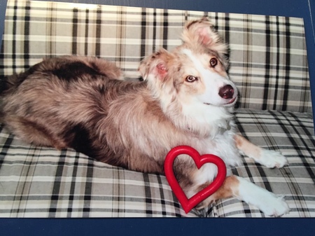 Entry image for Josie. Clicking this image will show a larger photo