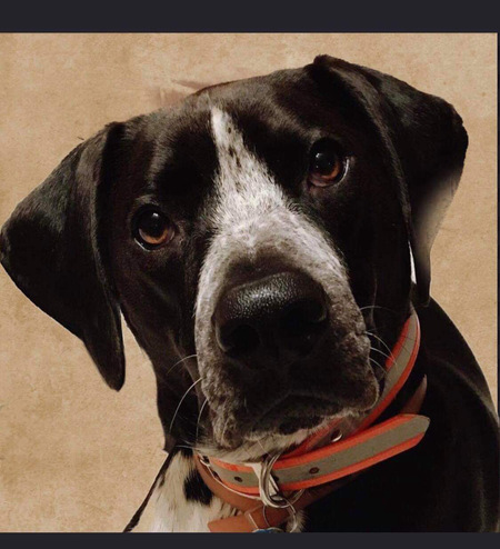Entry image for Rocco . Clicking this image will show a larger photo
