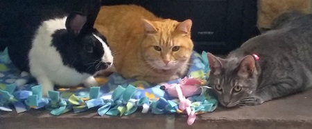 Entry image for Max, Merlin, and Toonces. Clicking this image will show a larger photo