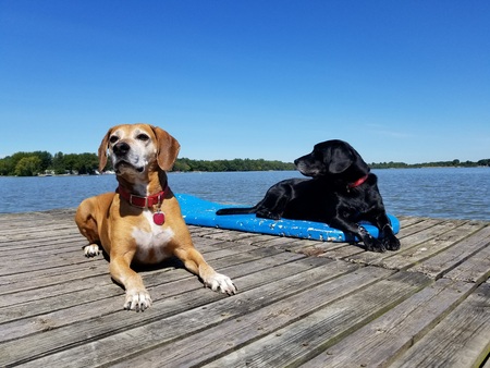 Entry image for Scooby & Chance. Clicking this image will show a larger photo