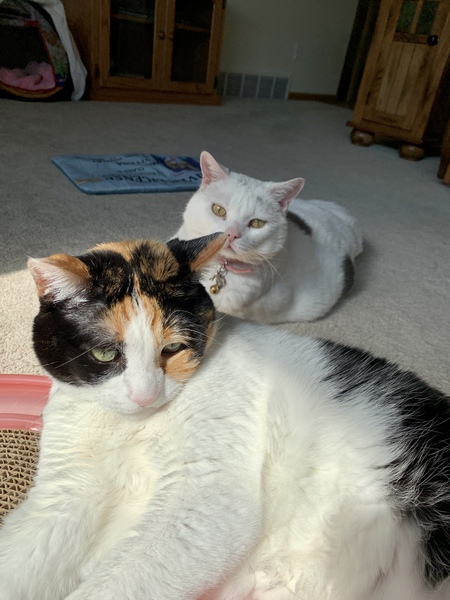 Entry image for Buttercup and Snickers. Clicking this image will show a larger photo