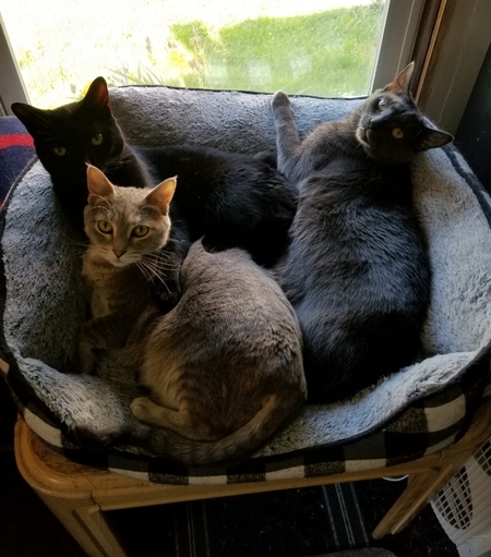 Entry image for Yoda,Sapphire,Gizmo. Clicking this image will show a larger photo