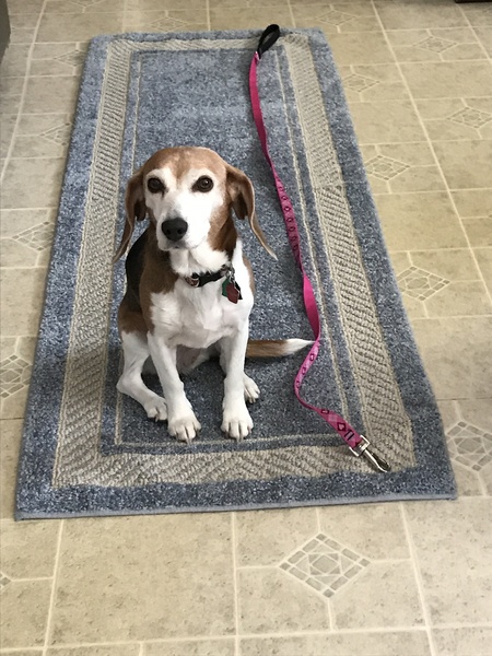 Entry image for Dottie. Clicking this image will show a larger photo