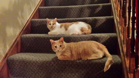 Entry image for Bailey & Buddy. Clicking this image will show a larger photo