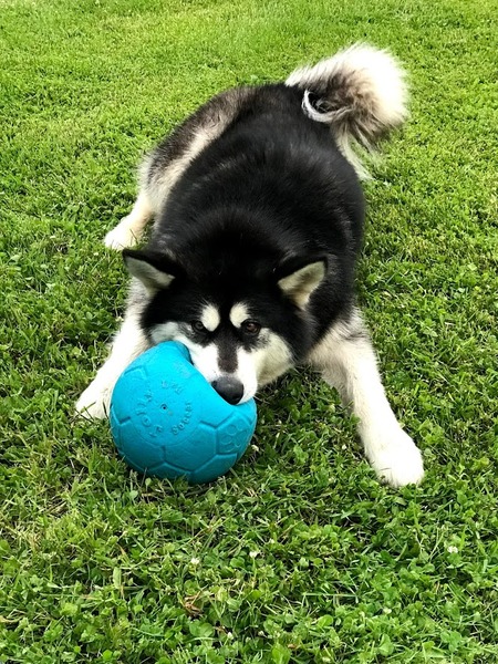 Entry image for Stormy. Clicking this image will show a larger photo